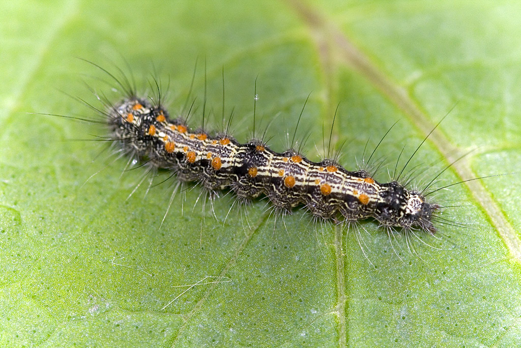 La chenille Lithosie quadrille a été repérée en nombre important dans plusieurs lieux à Saint-Nazaire.