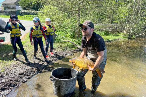 Pêche de sauvegarde avec prise d'une carpe au ruisseau de Porcé et transfert à l'étang du bois Joalland par le bureau SCE.