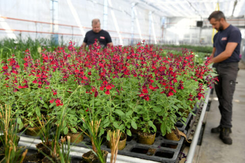 Répartis sur 2 100 m2, les serres municipales et les tunnels extérieurs contribuent à la production d’une partie des plantes qui embellissent la ville.